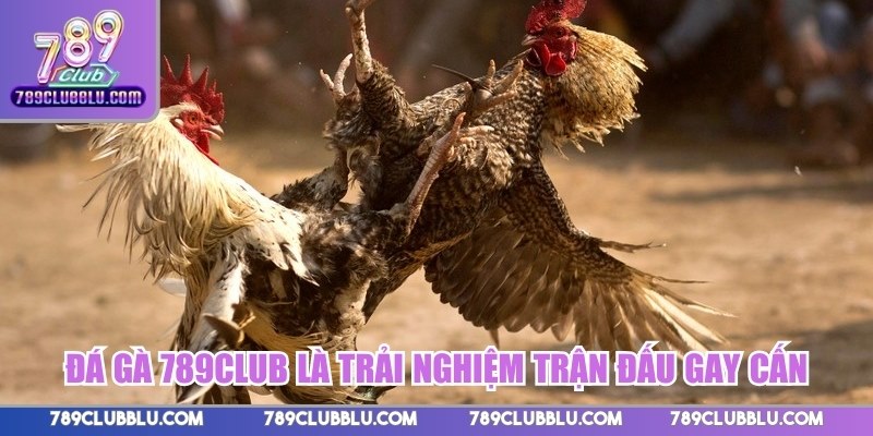 Đá gà 789CLUB là trải nghiệm trận đấu gay cấn